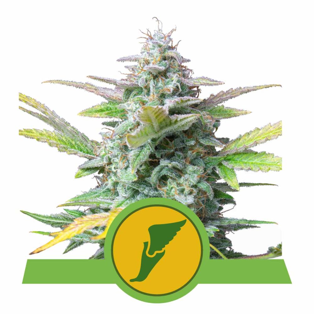 Royal Queen Seeds Quick One Automatic Hanfsamen