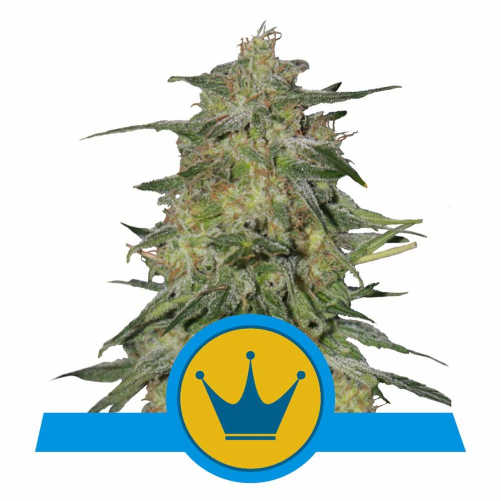 Royal Queen Seeds Royal Highness CBD feminisierte Hanfsamen