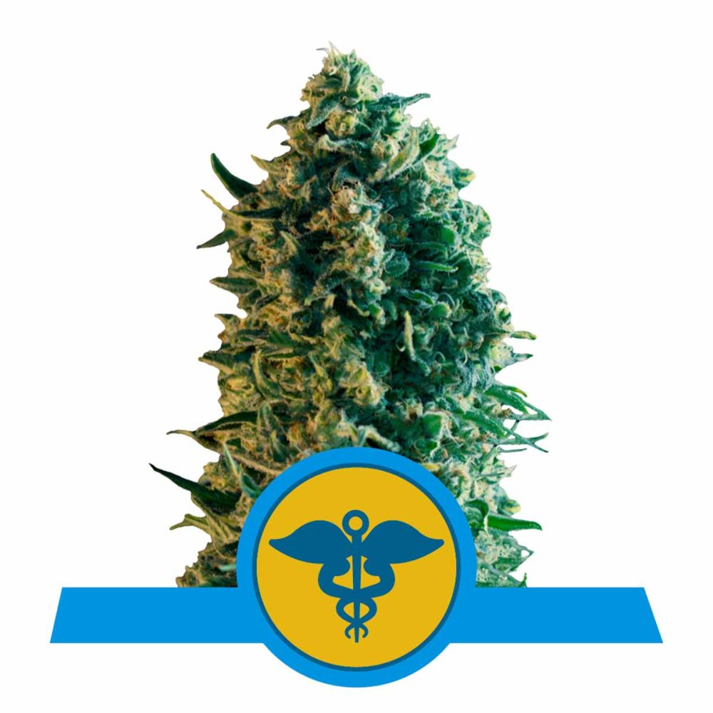Royal Queen Seeds Royal Medic CBD feminisierte Hanfsamen