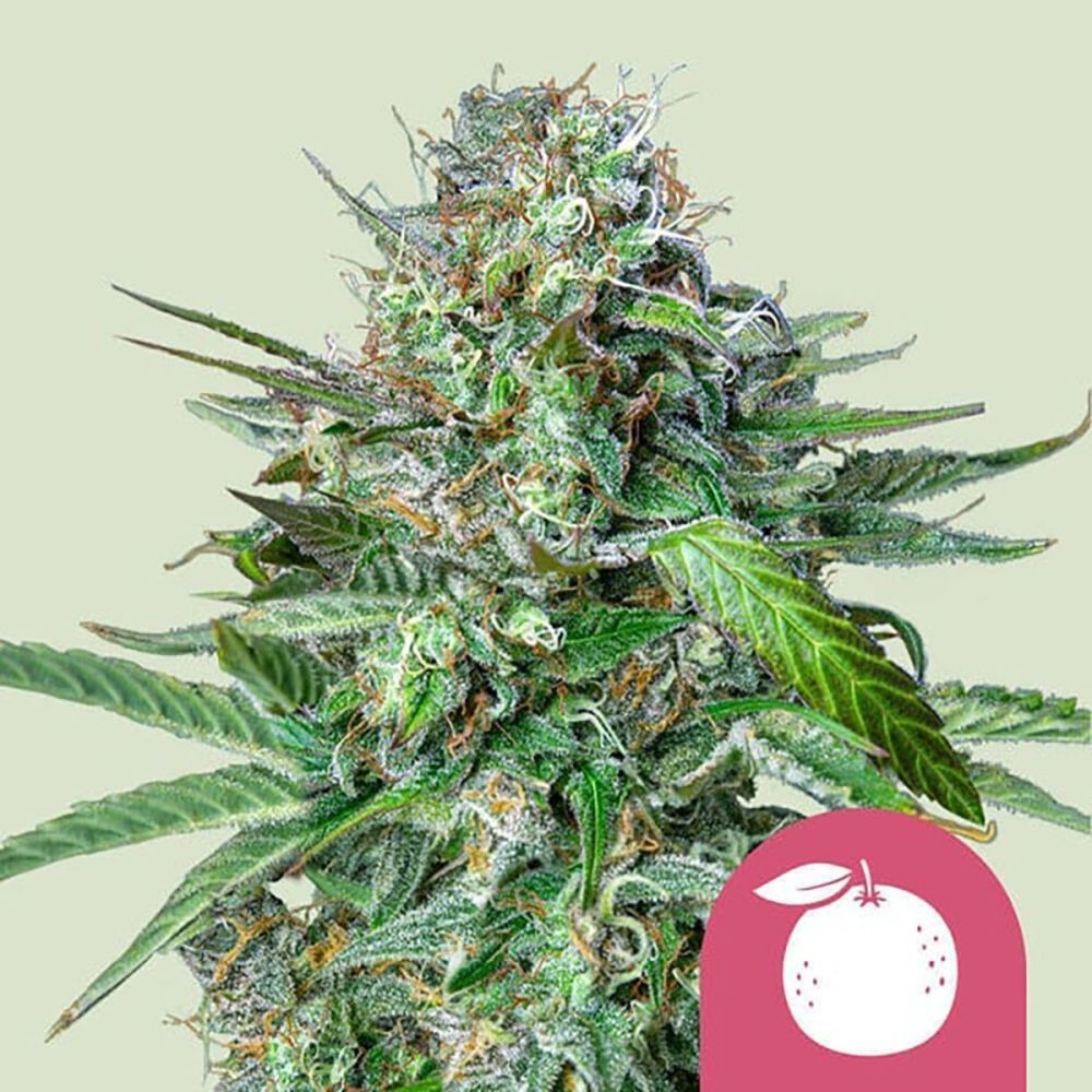 Royal Queen Seeds Tangie Hanfsamen