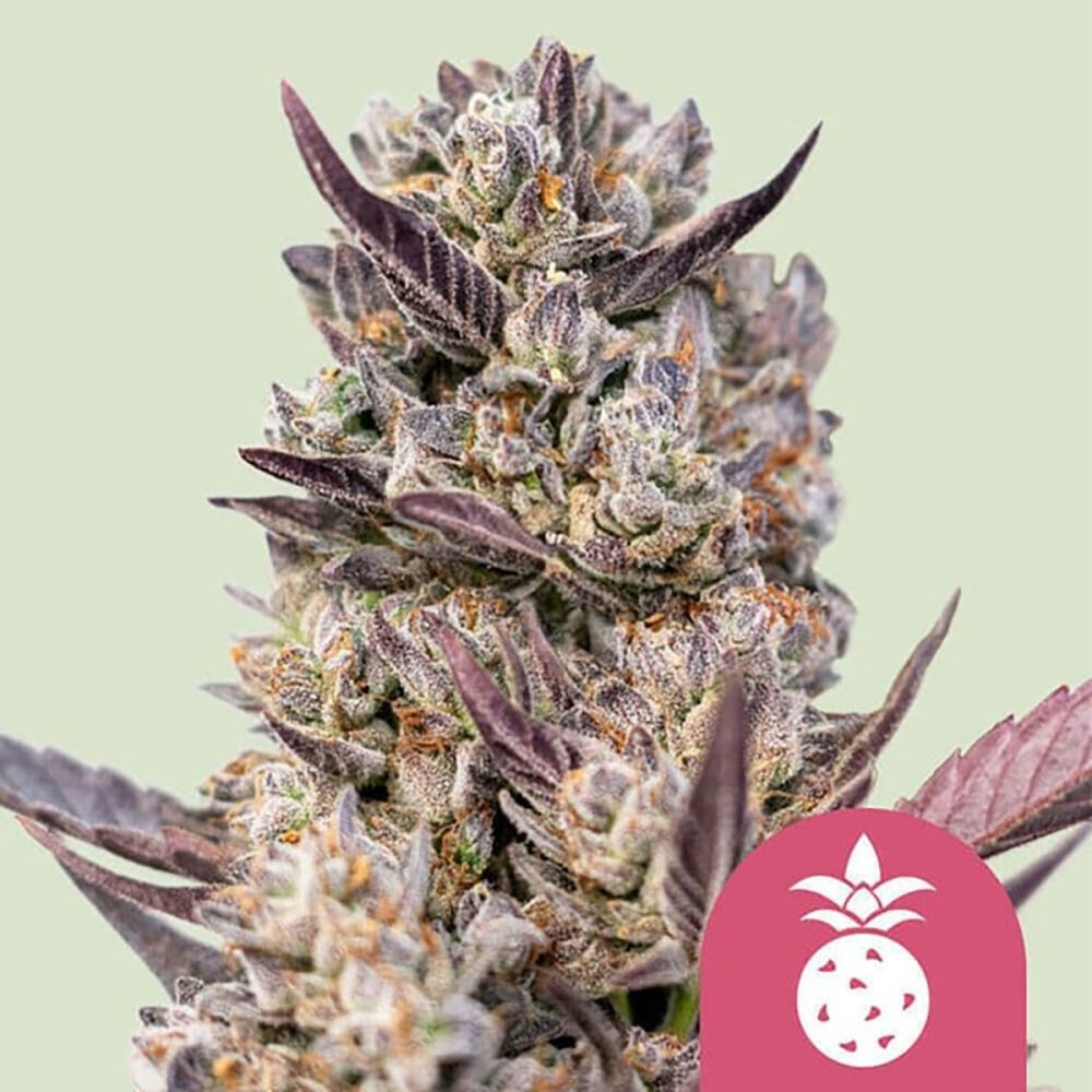 Royal Queen Seeds Tropicana Cookies Purple Feminisierte Hanfsamen