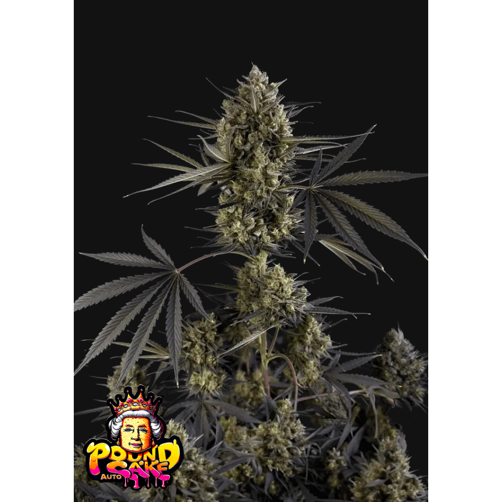 Fast Buds Pound Cake Automatic Hanfsamen