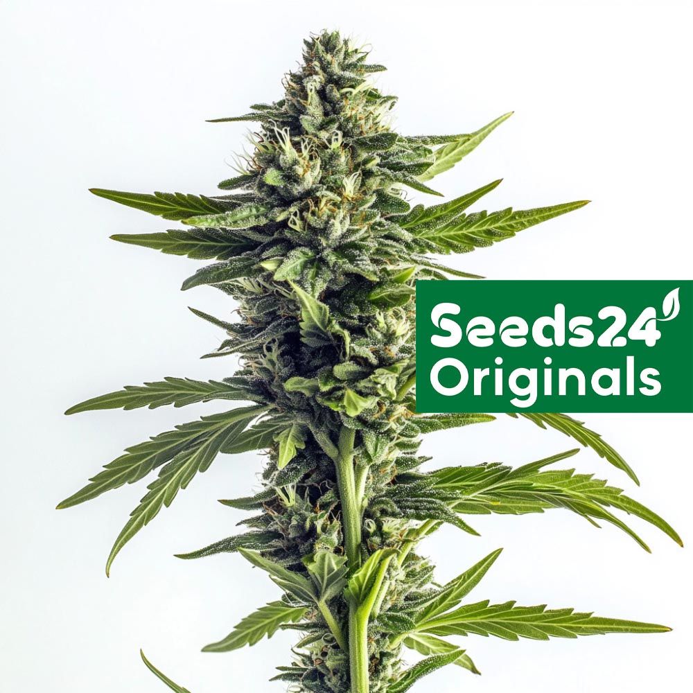 Seeds24 Amnesia Haze Automatic Cannabis Blüte