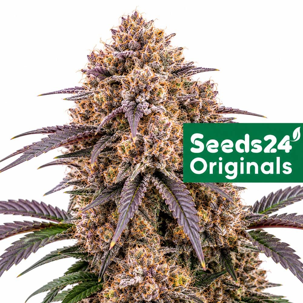 Seeds24 Apple Fritter Auto Cannabis Blüte