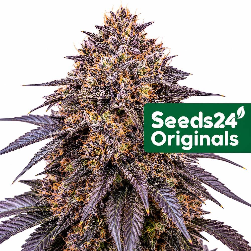 Seeds24 Mimosa Cake Auto Cannabis Blüte