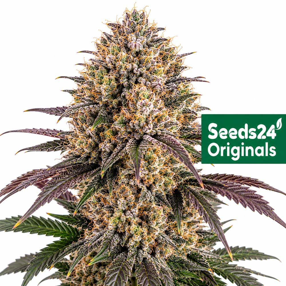 Seeds24 Forbidden Fruit Auto Cannabis Blüte