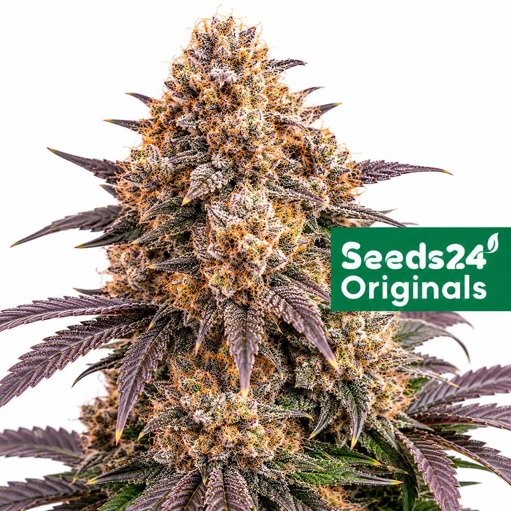 Seeds24 Mimosa Cake Auto Cannabis Blüte