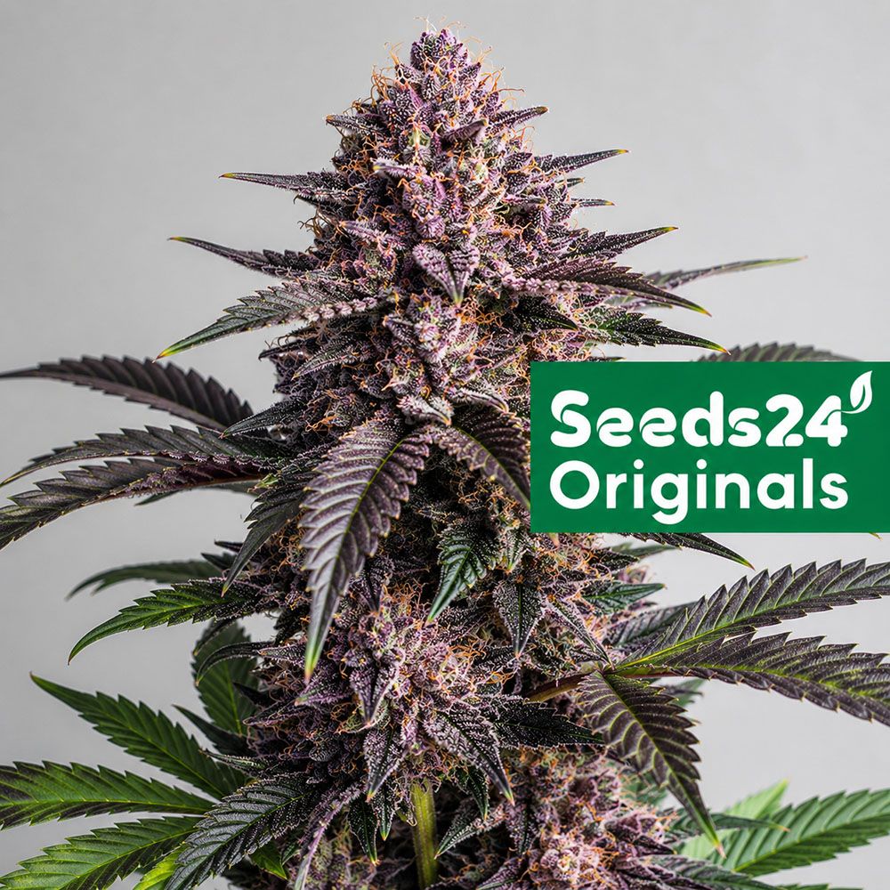 Seeds24 Purple Punch F1 Cannabis Blüte