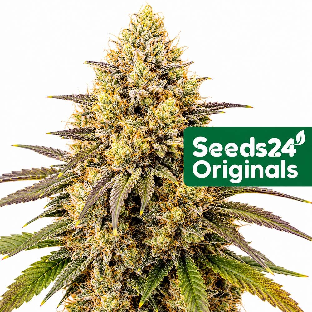 Seeds24 Mimosa Cake Auto Cannabis Blüte