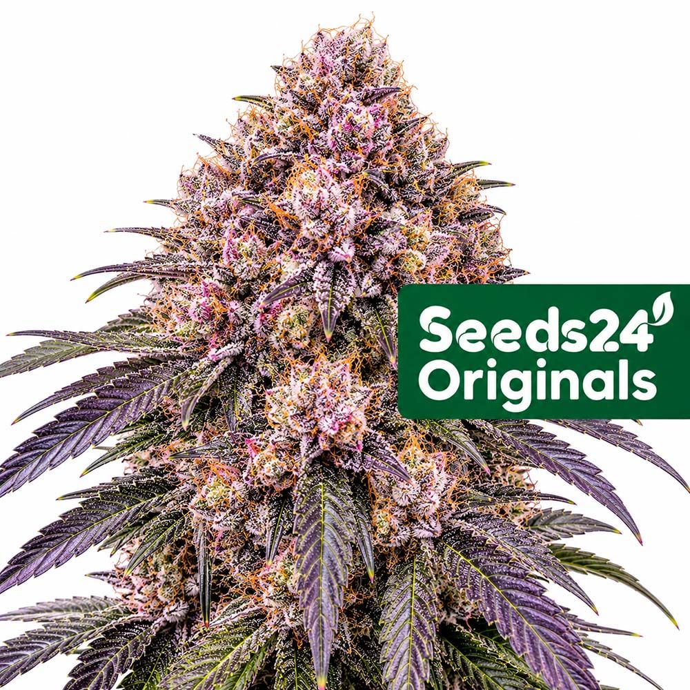 Seeds24 Zkittlez x Purple Punch F1 Auto Cannabis Blüte