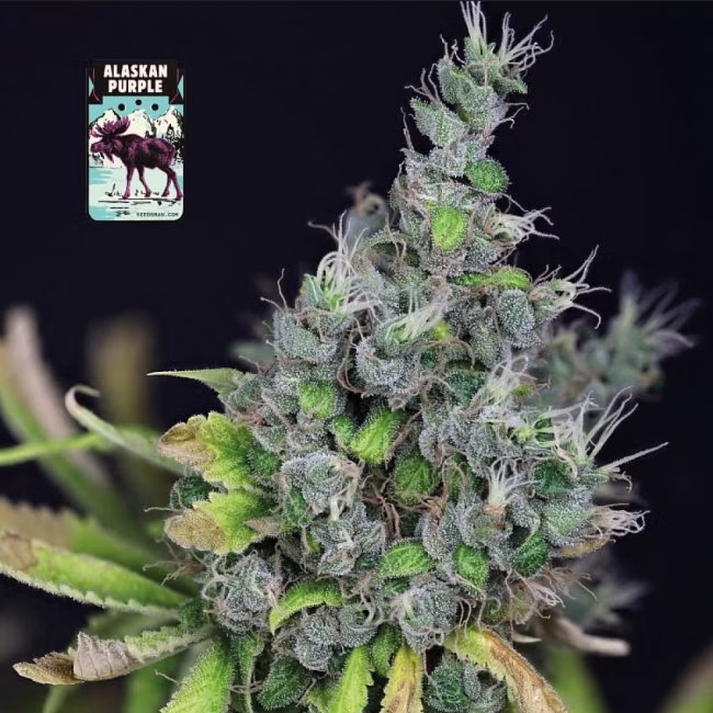 Seedsman Alaskan Purple Feminisierte Hanfsamen