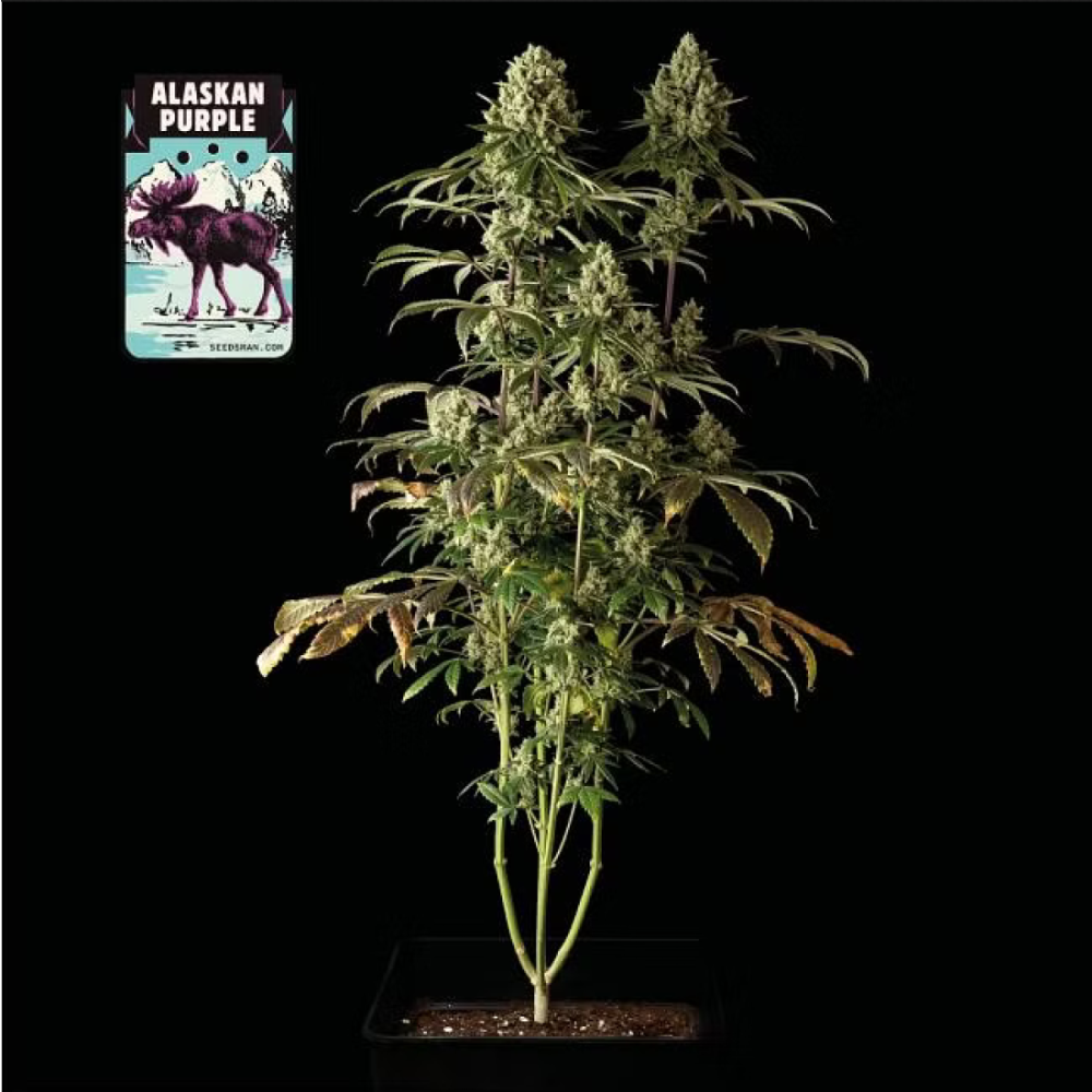 Seedsman Alaskan Purple Feminisierte Hanfsamen
