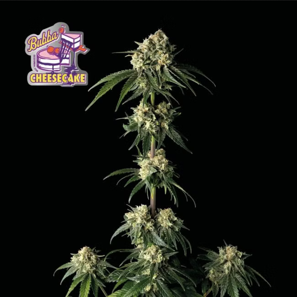 Seedsman Bubba Cheesecake Feminisierte Hanfsamen