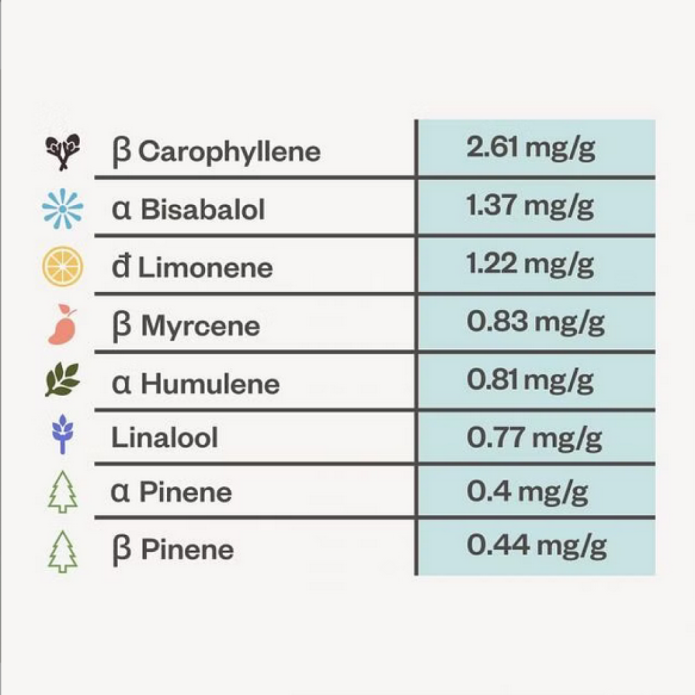 Seedsman Bubba Cheesecake Feminisierte Hanfsamen
