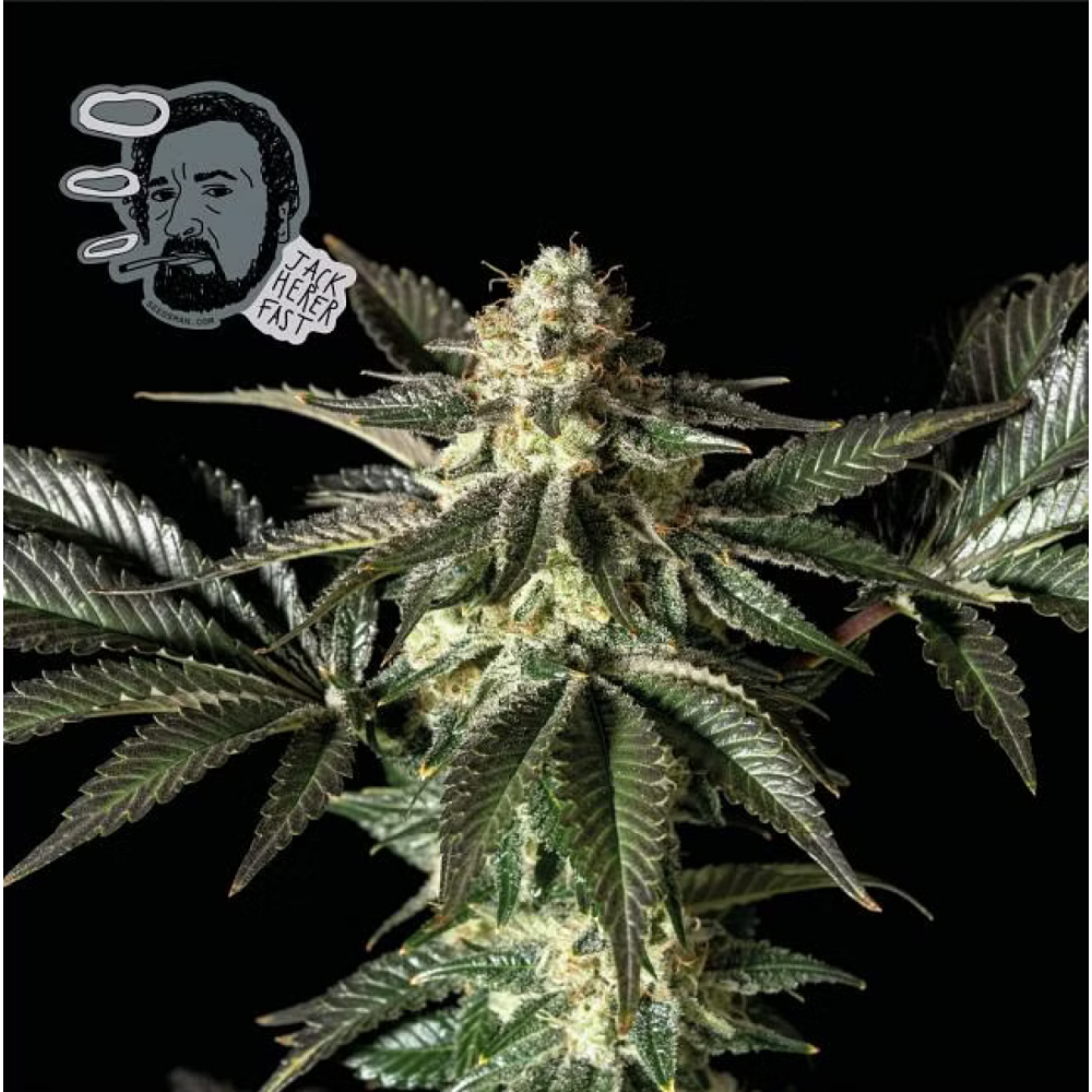 Seedsman Jack Herer FAST Feminisierte Hanfsamen