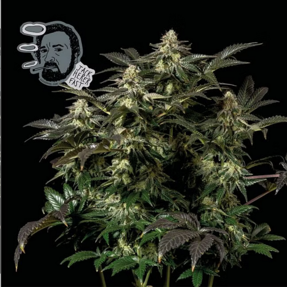 Seedsman Jack Herer FAST Feminisierte Hanfsamen