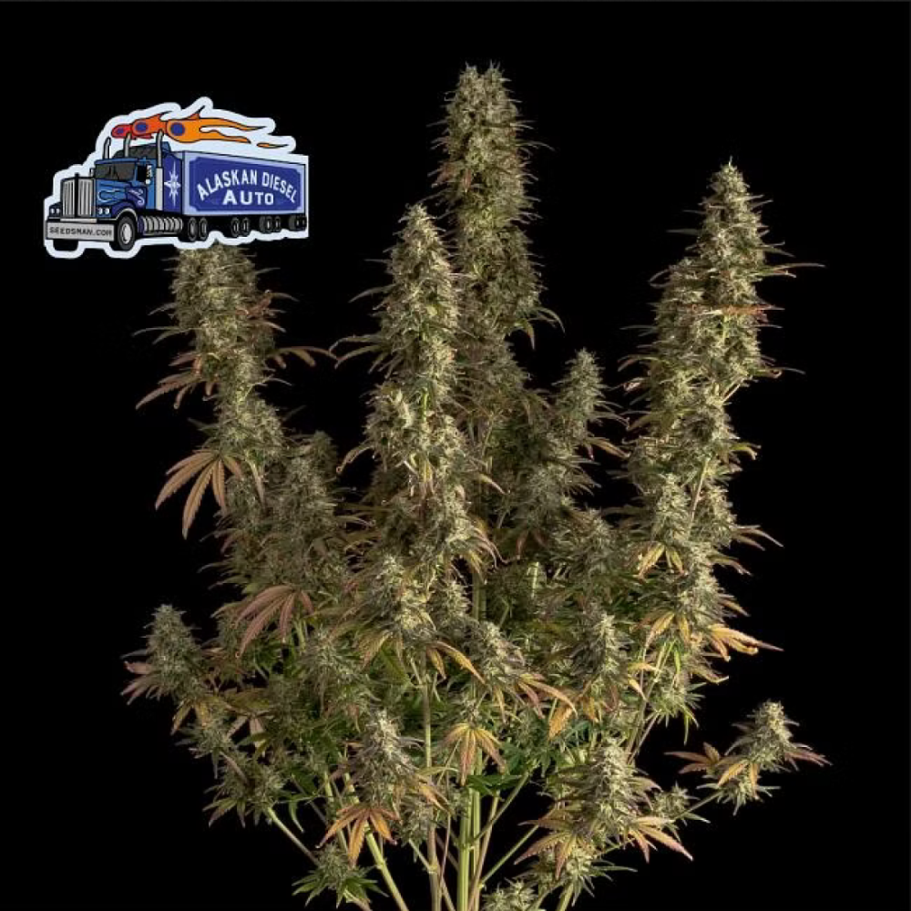 Seedsman Seeds Alaskan Diesel Automatic Hanfsamen