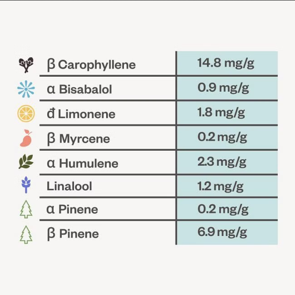 Seedsman Seeds Alaskan Diesel Automatic Hanfsamen Analyse