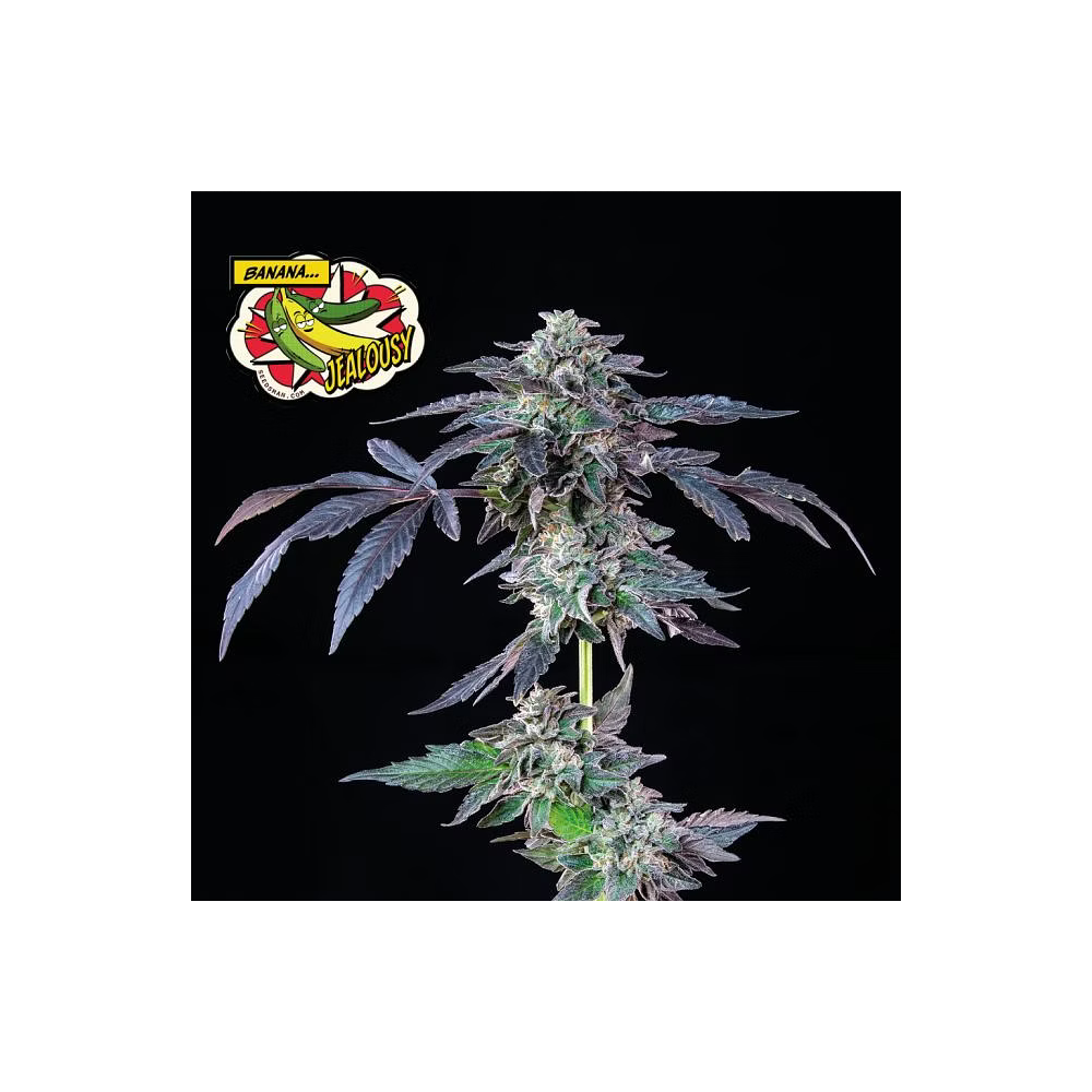 Seedsman Seeds Banana Jealousy Feminisierte Hanfsamen
