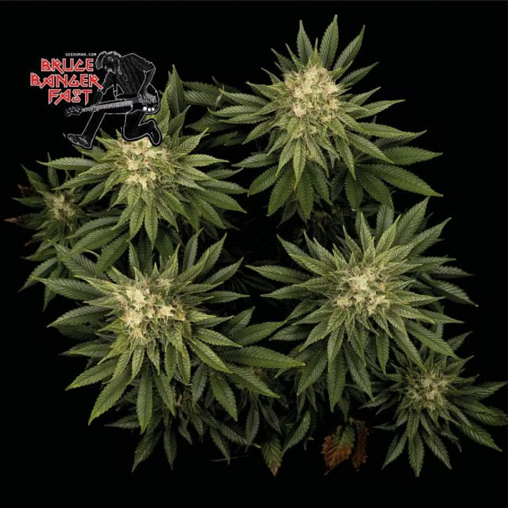 Seedsman Seeds Bruce Banger FAST Feminisierte Hanfsamen