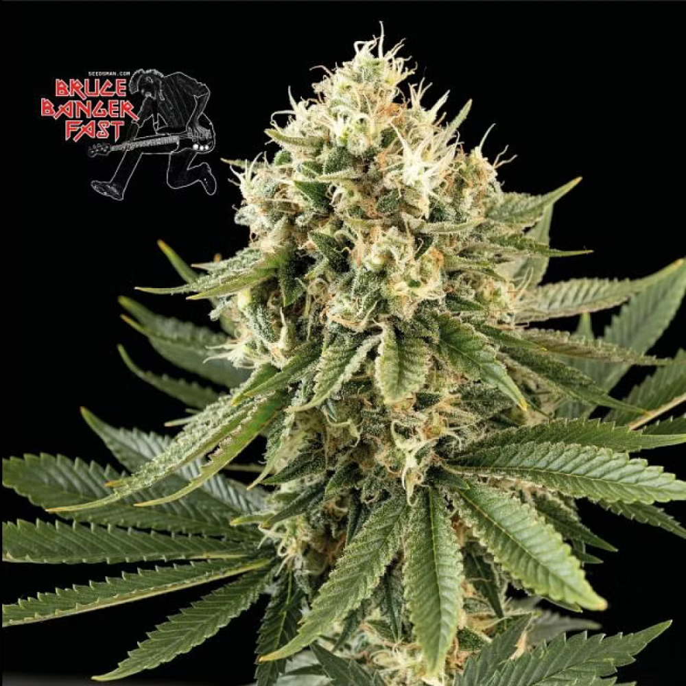 Seedsman Seeds Bruce Banger FAST Feminisierte Hanfsamen