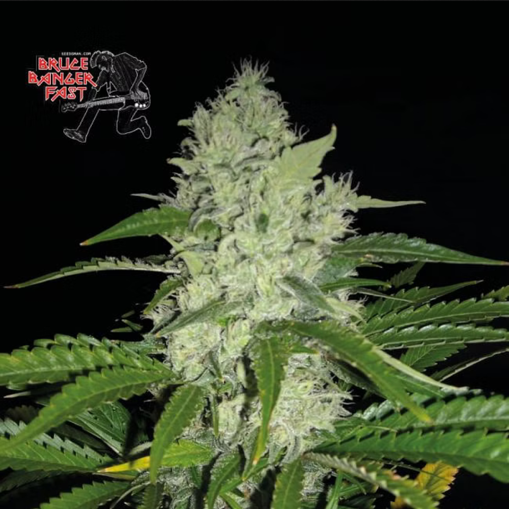 Seedsman Seeds Bruce Banger FAST Feminisierte Hanfsamen