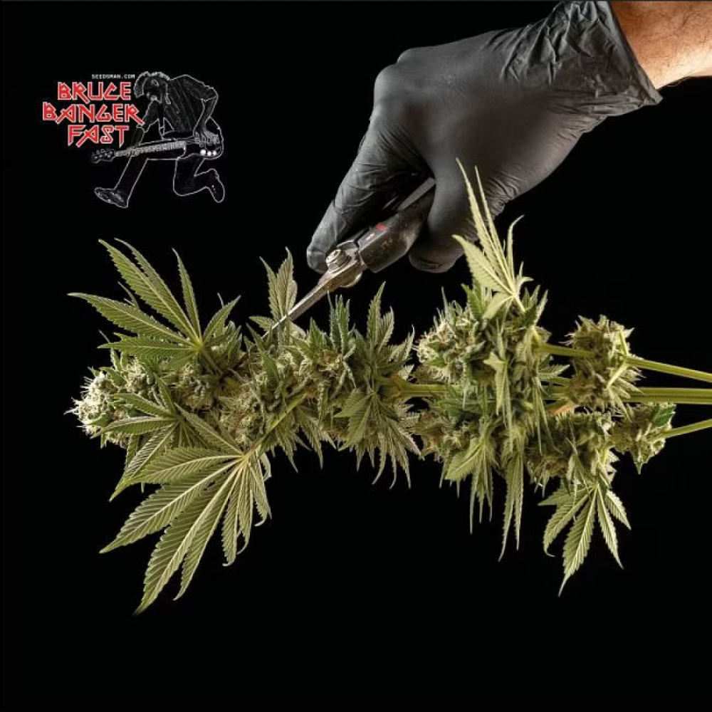 Seedsman Seeds Bruce Banger FAST Feminisierte Hanfsamen