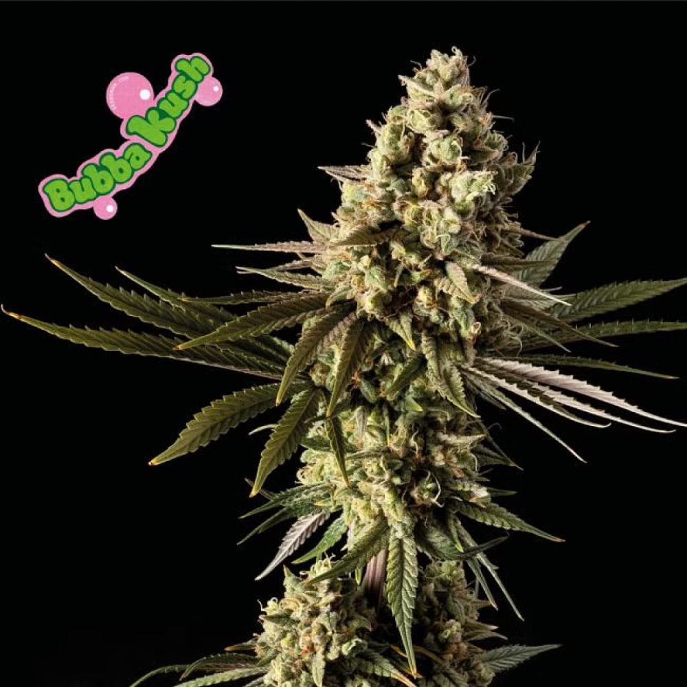 Seedsman Seeds Bubba Kush Feminisierte Hanfsamen