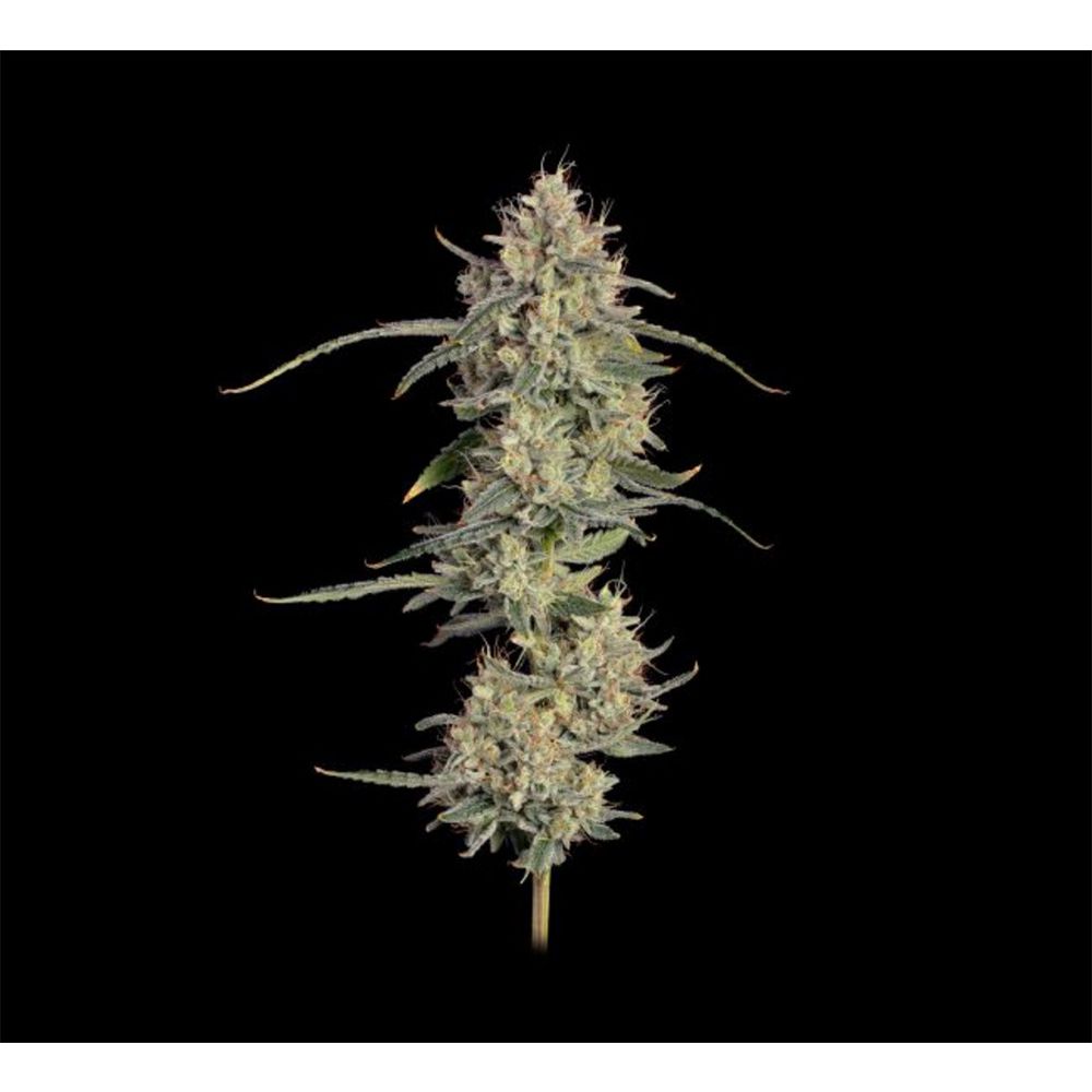 Seedsman Seeds Chem Cookies Automatic Hanfsamen Blüte