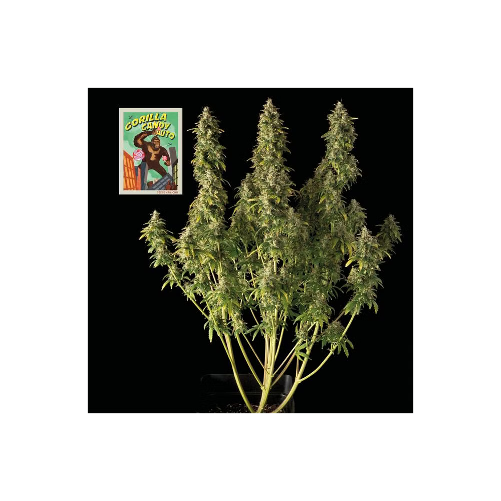 Seedsman Seeds Gorilla Candy Automatc Hanfsamen