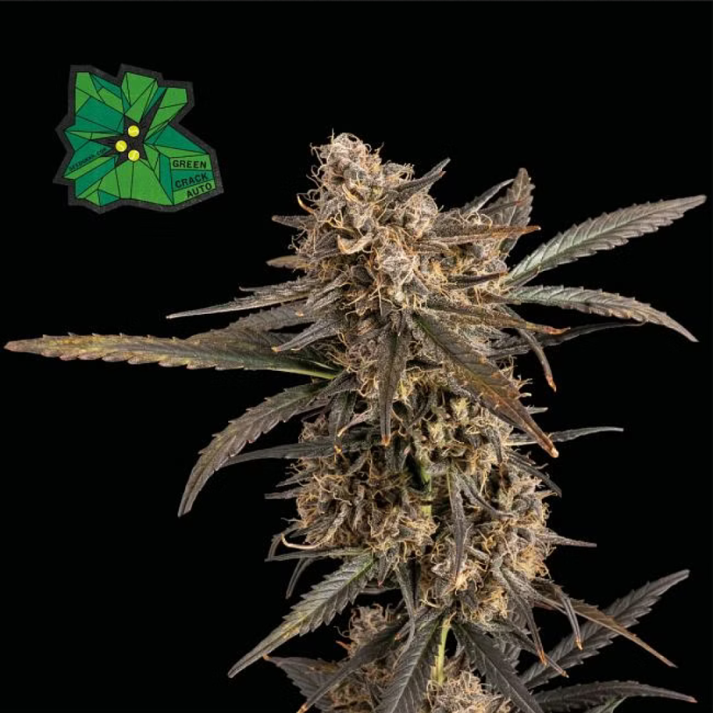 Seedsman Seeds Green Crack Automatic Hanfsamen