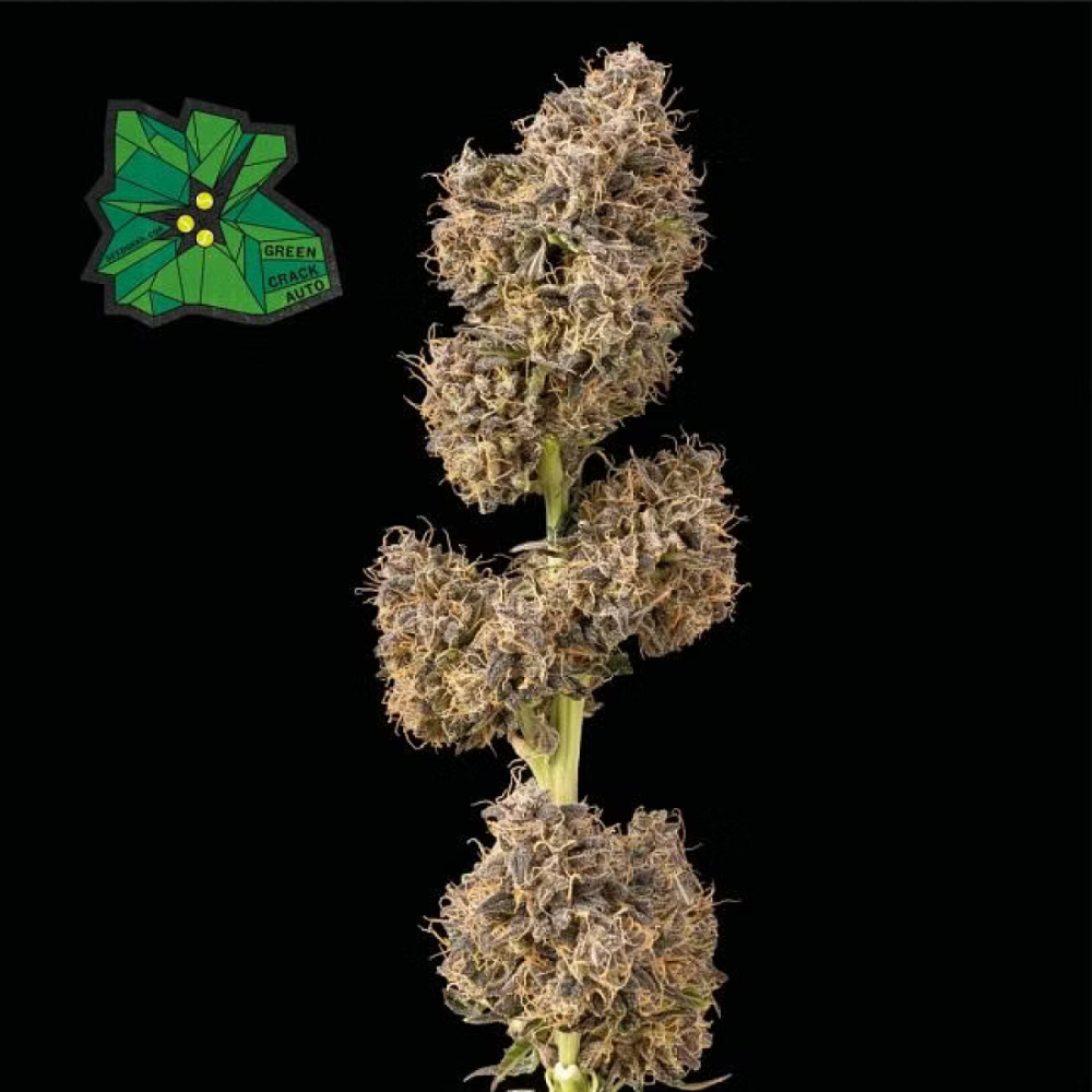 Seedsman Seeds Green Crack Automatic Hanfsamen