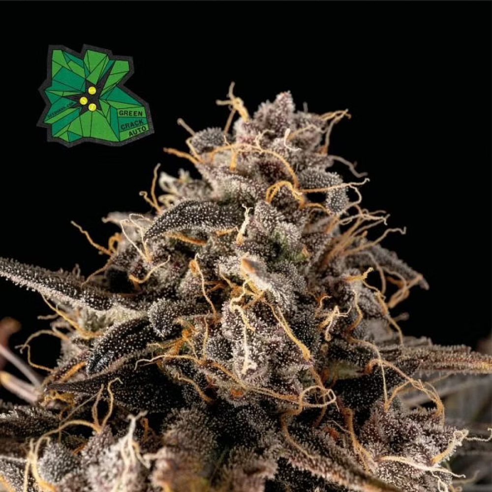 Seedsman Seeds Green Crack Automatic Hanfsamen