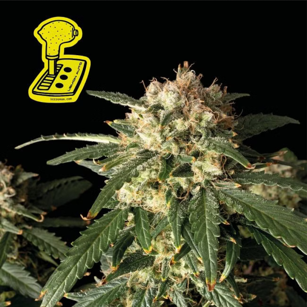 Seedsman Seeds Lemon Automatic Hanfsamen