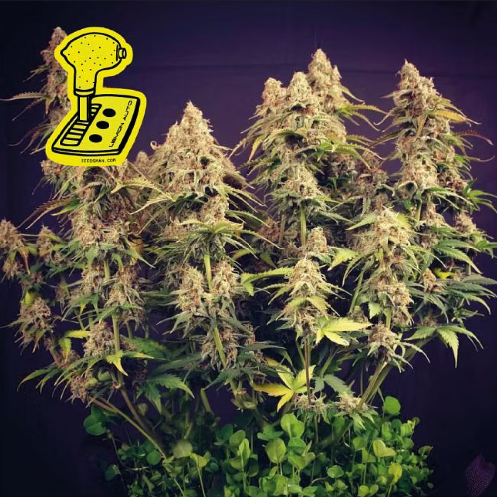 Seedsman Seeds Lemon Automatic Hanfsamen