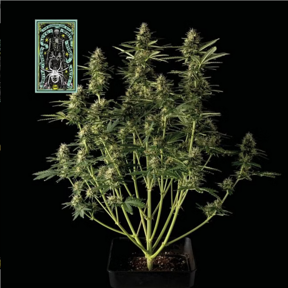 Seedsman Seeds White Widow Automatic Hanfsamen