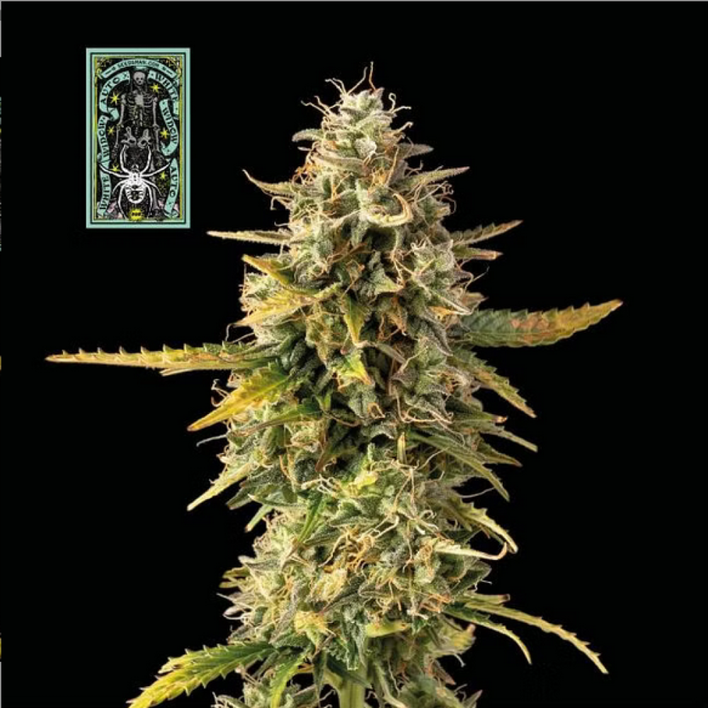 Seedsman Seeds White Widow Automatic Hanfsamen
