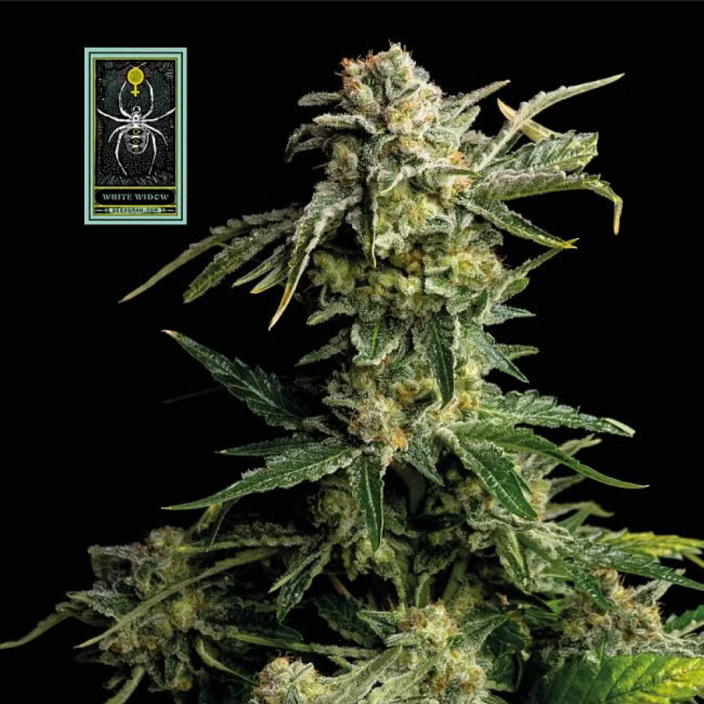 Seedsman White Widow Feminisierte Hanfsamen