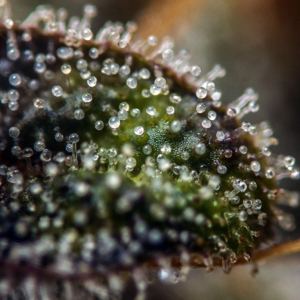 Seedsman White Widow Feminisierte Hanfsamen