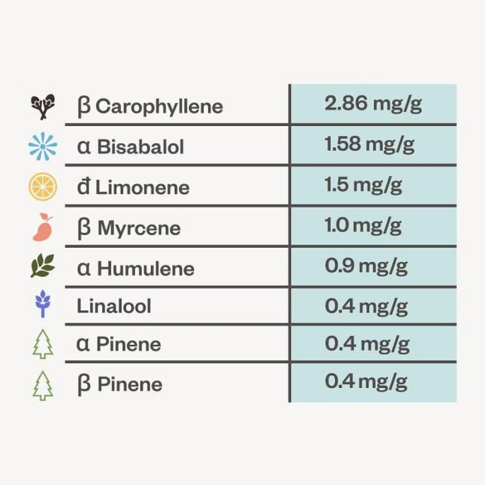 Seedsman White Widow Feminisierte Hanfsamen