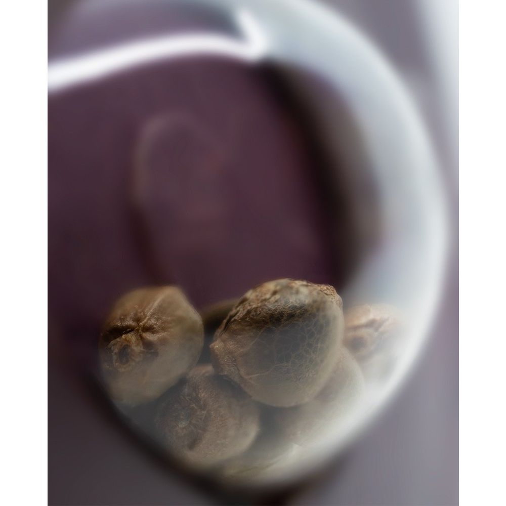 Sensi Seeds Big Bud feminisierte Hanfsamen Nahaufnahme