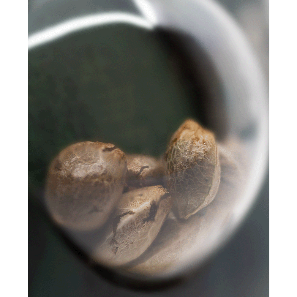 Sensi Seeds Big Bud reguläre Hanfsamen Nahaufnahme