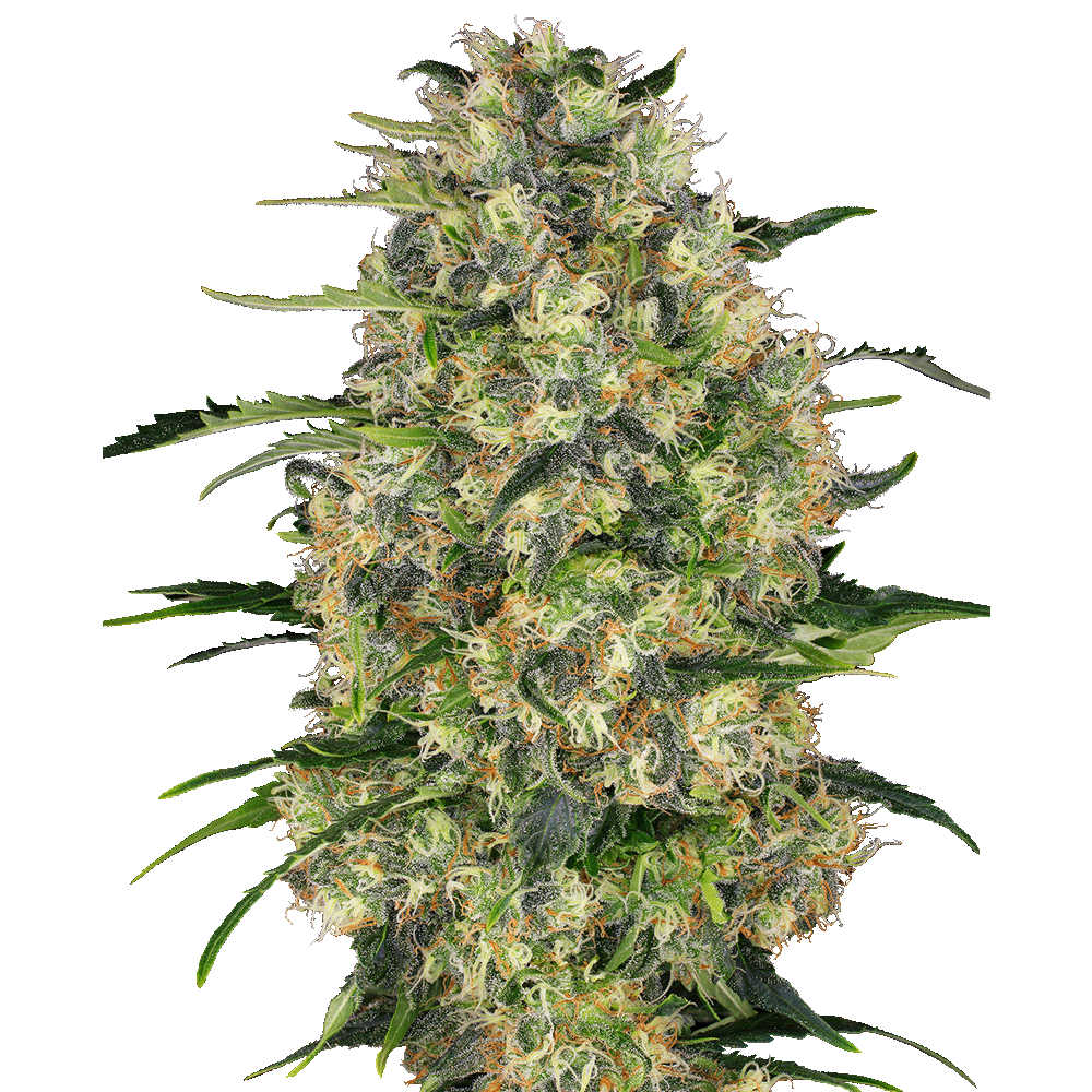 Sensi Seeds Black Domina feminisierte Hanfsamen Blüte