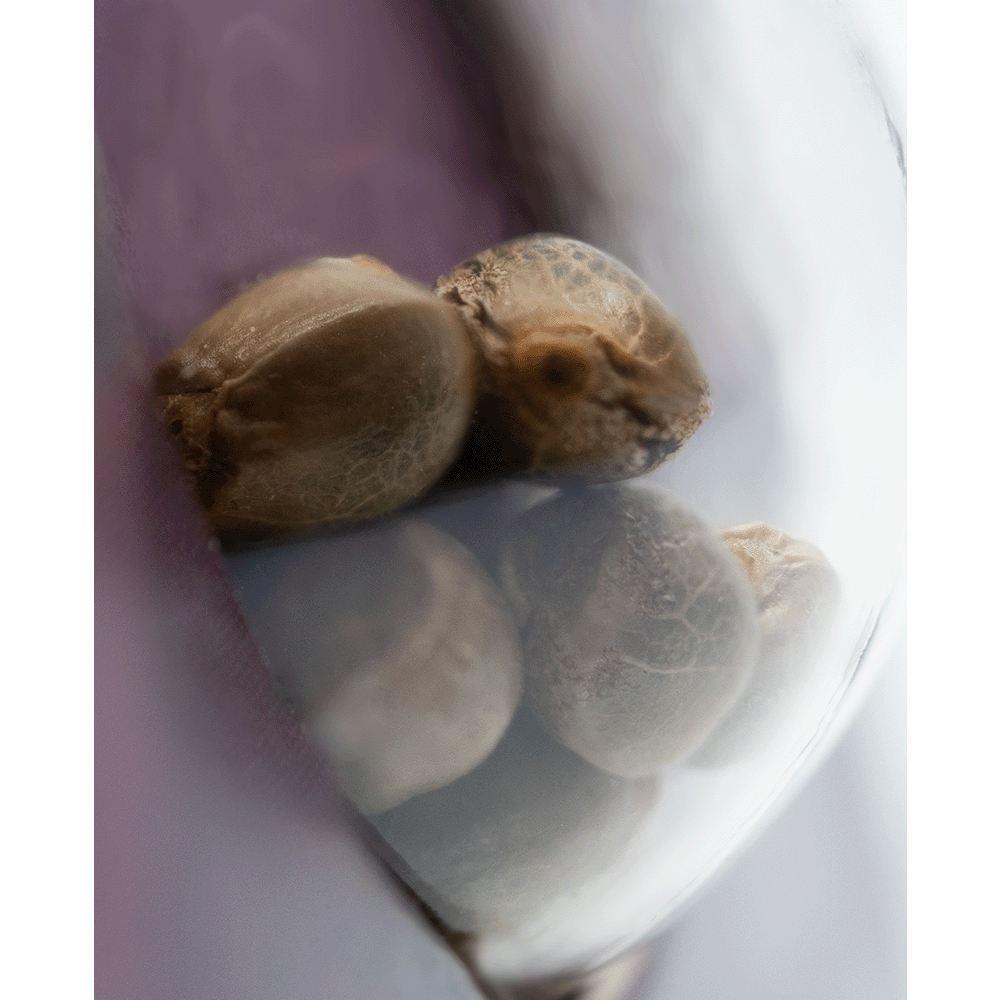 Sensi Seeds Black Domina feminisierte Hanfsamen Nahaufnahme