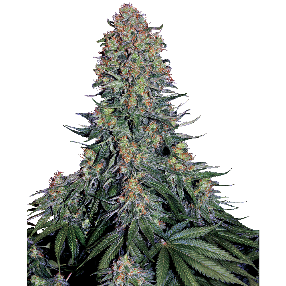 Sensi Seeds Blue Skunk feminisierte Hanfsamen Blüte