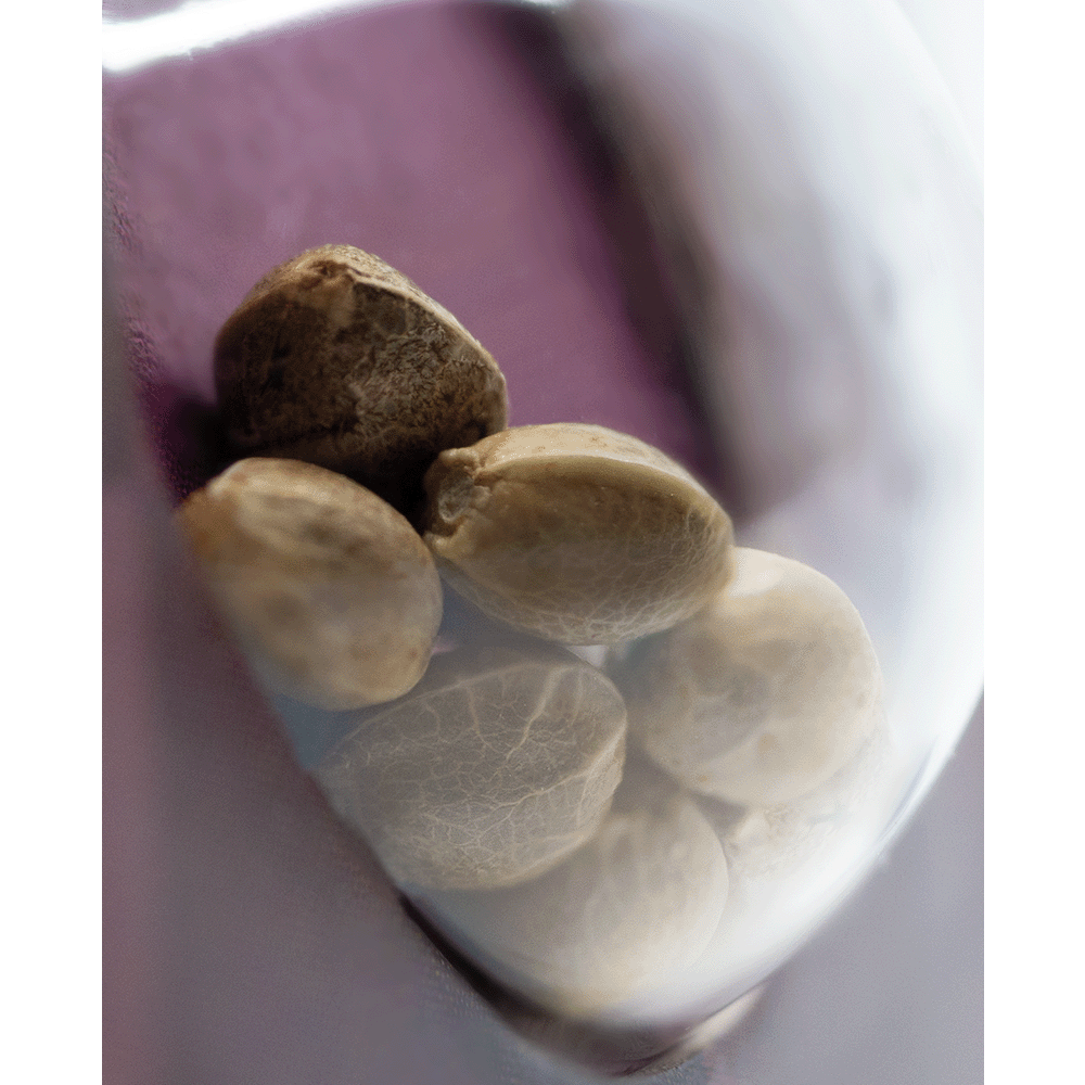 Sensi Seeds Blue Skunk feminisierte Hanfsamen Nahaufnahme