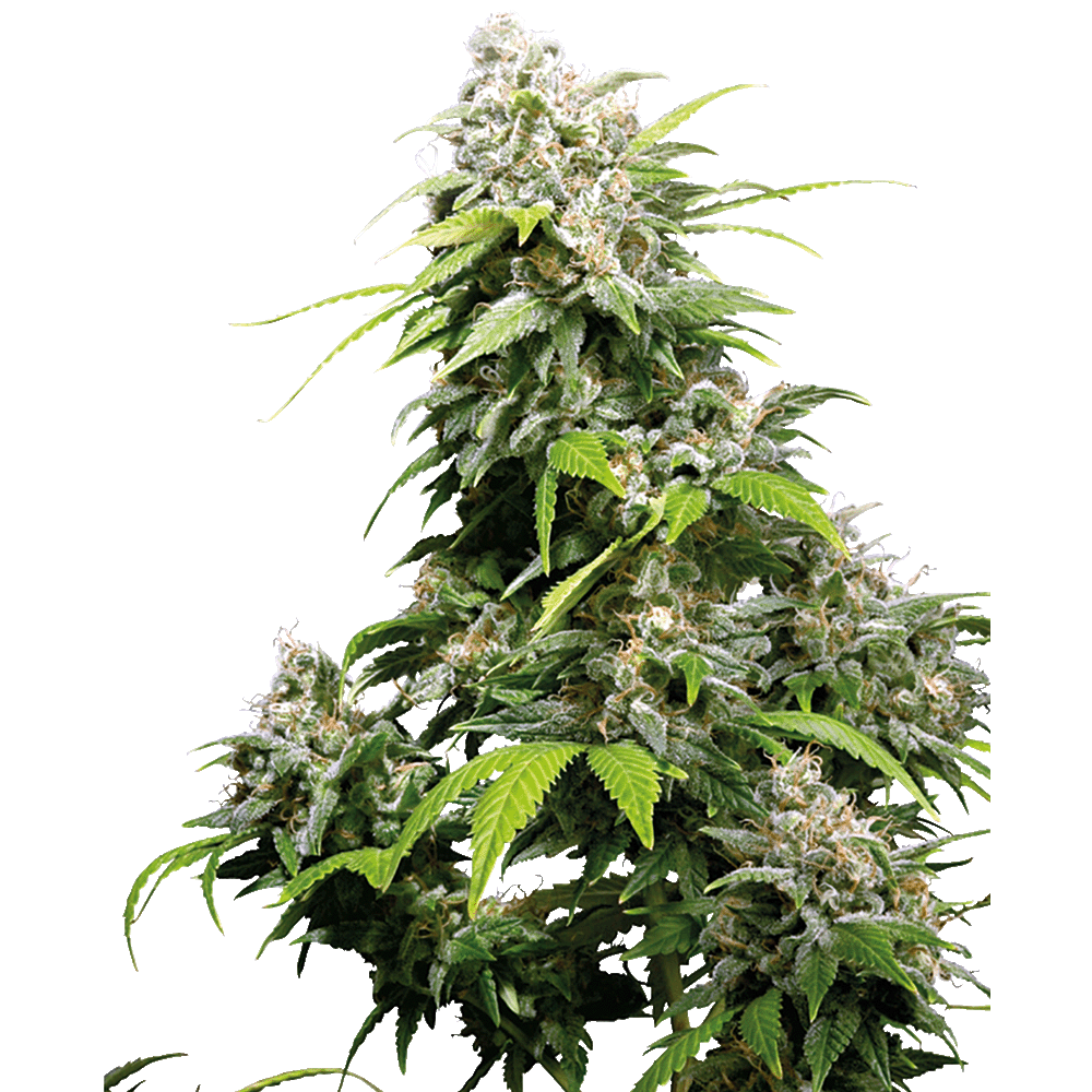 Sensi Seeds California Indica feminisierte Hanfsamen Blüte