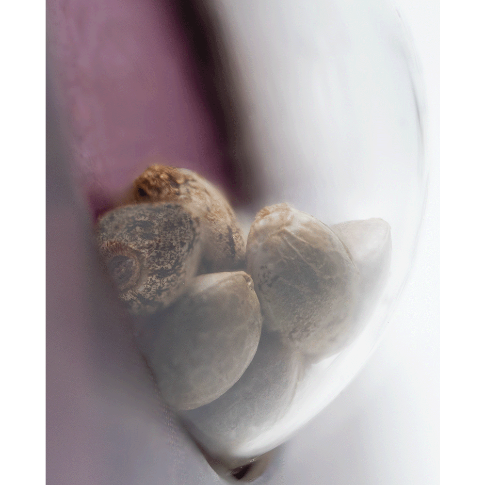 Sensi Seeds California Indica feminisierte Hanfsamen Nahaufnahme