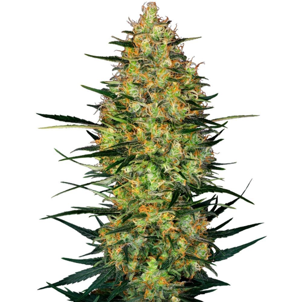 sensi seeds Caramellow Kush Feminisierte Hanfsamen Cannabisblüte