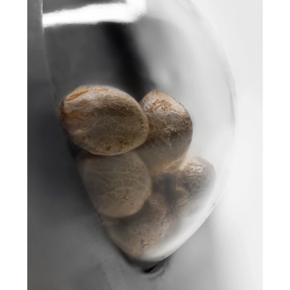 sensi seeds Caramellow Kush Feminisierte Hanfsamen Verpackung